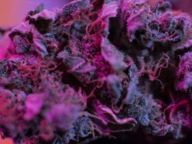 cbd purple